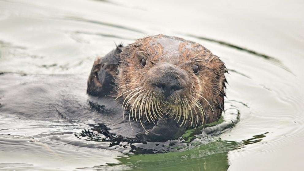image for Sea otters, once hunted to near extinction, are preventing coastal erosion as their populations grow, study finds
