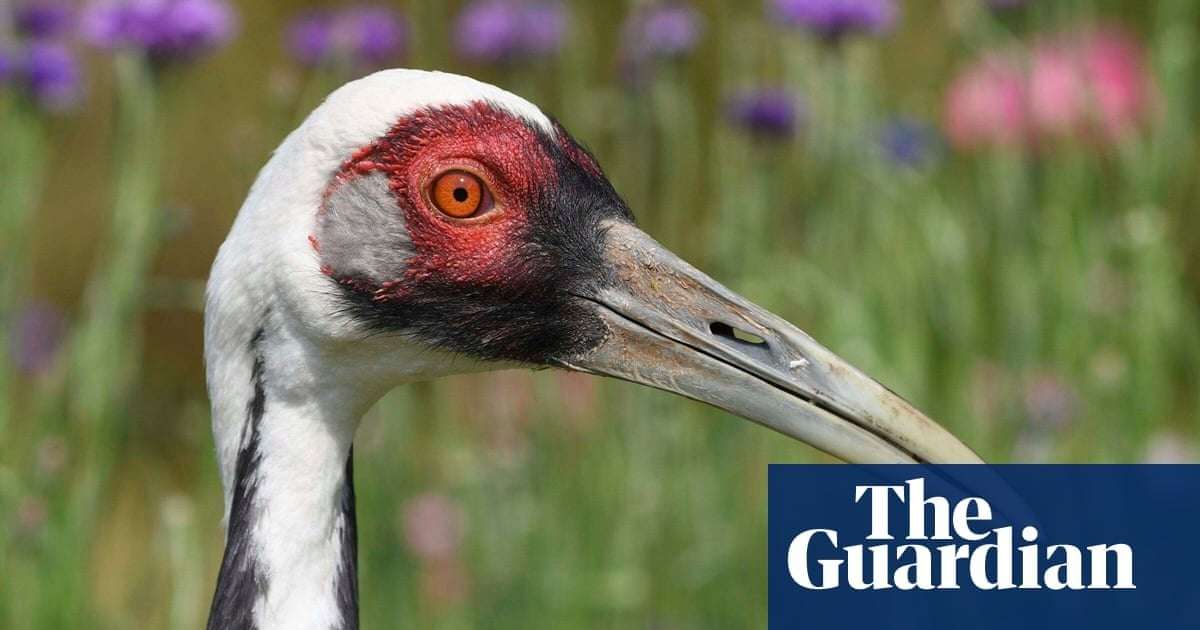 image for Walnut, a white-naped crane with a Smithsonian zookeeper as a mate, dies at age 42