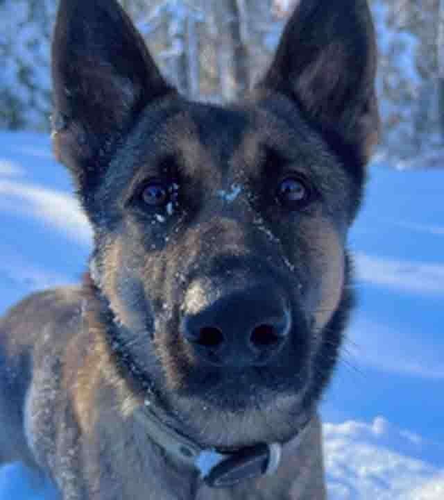 image for Massachusetts police K9 tracks scent for over 2 miles to find missing 12-year-old in freezing cold