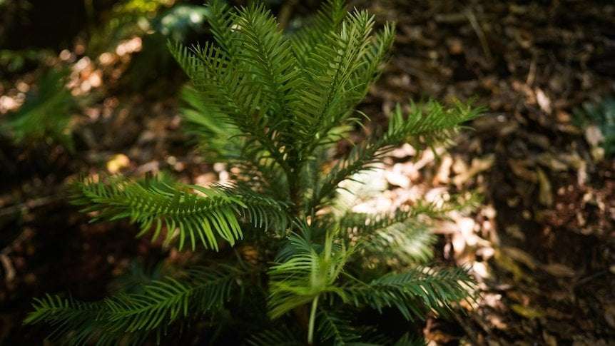 image for The Wollemi Pine was long thought extinct. Now experts are trying to regrow the tree in top secret locations