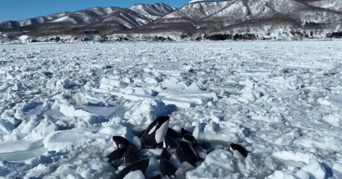 image for Pod of orcas seen trapped by thick sea ice off northern Japan believed to be free