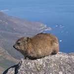 image for My favorite animal: the dassie