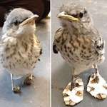 image for Vets made snow shoes for a mockingbird with deformed feet. They corrected the feet in a week.