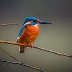 image for I was lucky enough to capture this stunning colourful Kingfisher against a perfect muted backdrop!