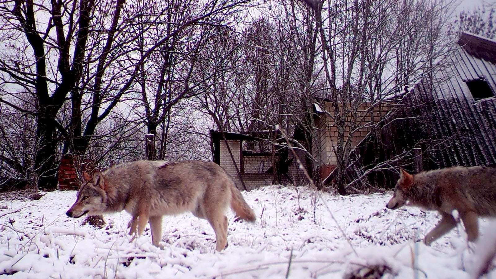 image for Chernobyl's mutant wolves appear to have developed resistance to cancer, study finds