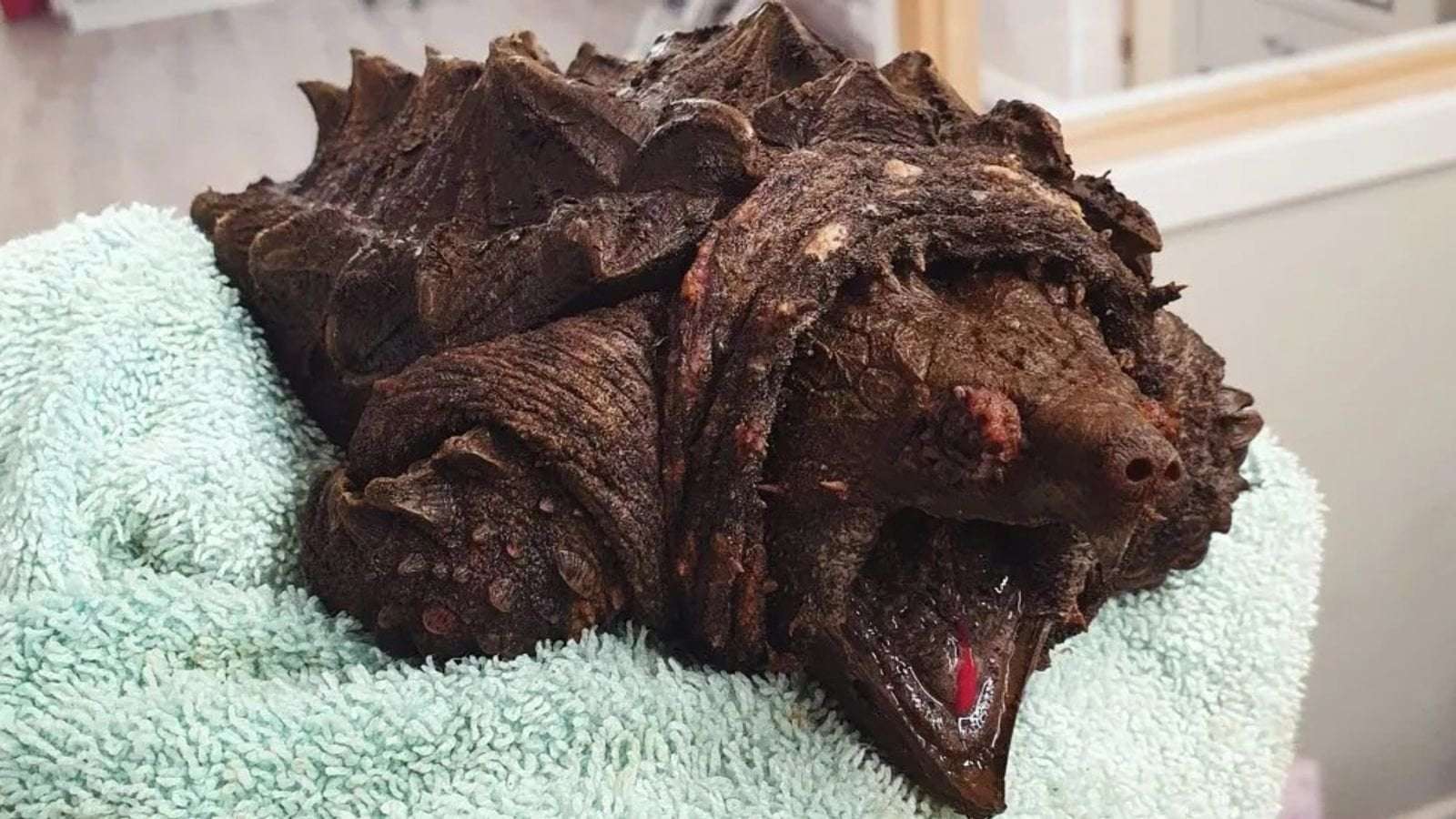 image for 'Dangerous' turtle that can bite through bone found in Cumbria