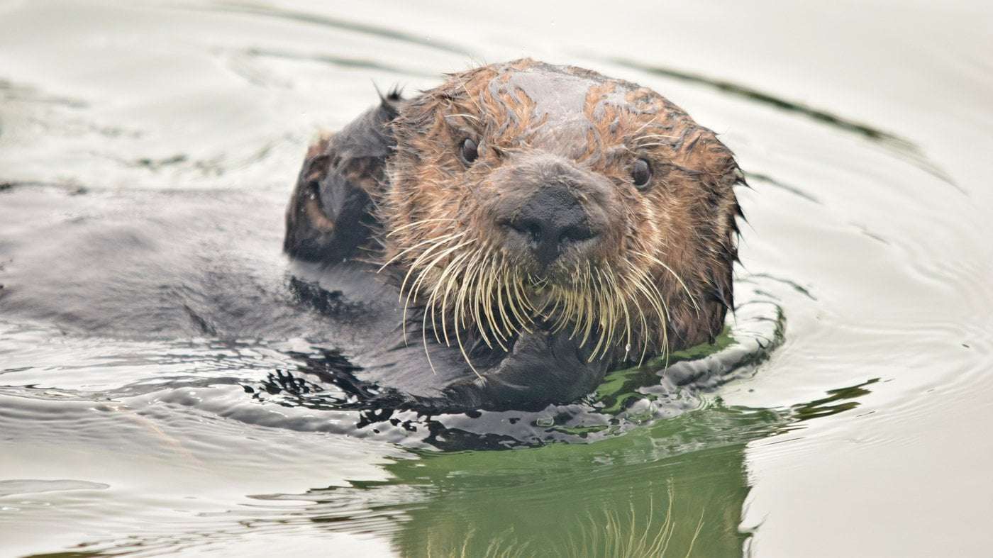 image for California sea otters nearly went extinct. Now they're rescuing their coastal habitat