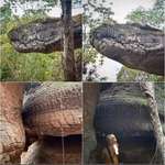 image for Cave in Thailand looks like a giant petrified snake