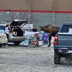 image for Grocery shopper cussing out a curious moose in Alaska.