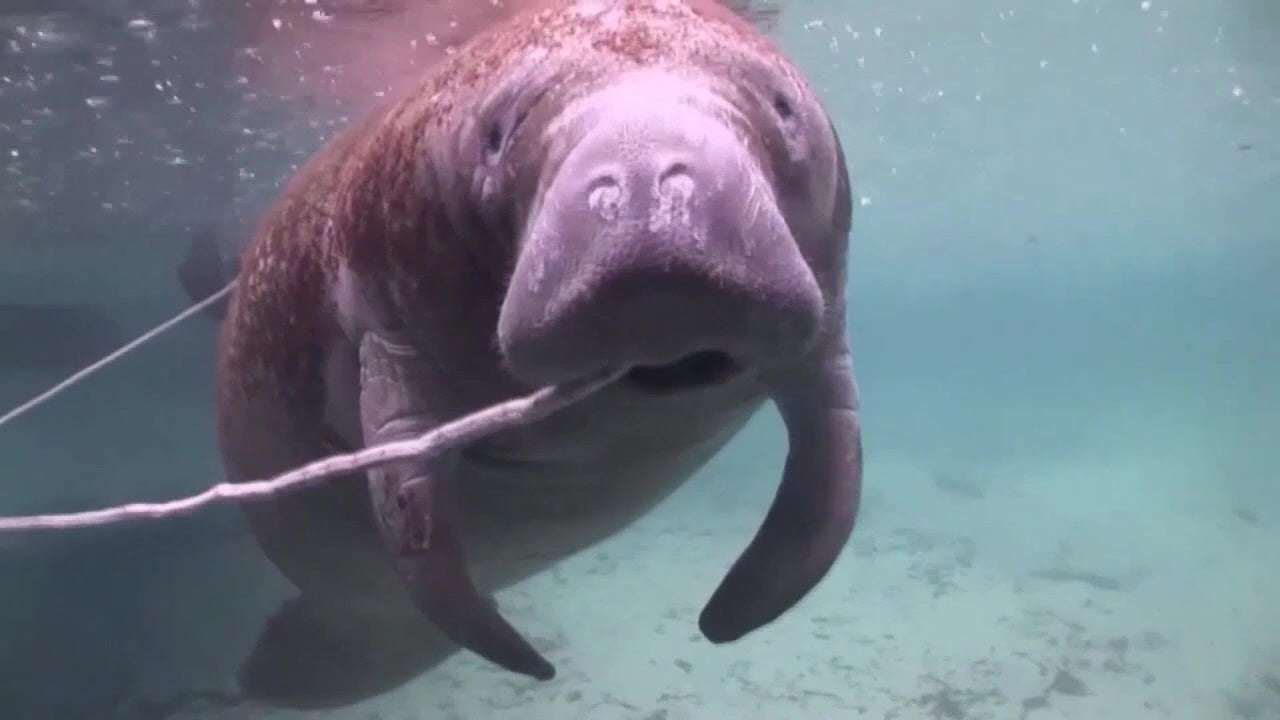 image for Florida manatees rebound to record-breaking winter numbers