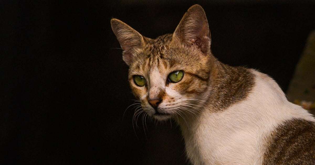 image for Oregon's first case of human plague in 8 years likely came from a pet cat