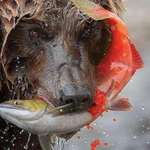 image for Grizzly Bear biting pregnant Salmon