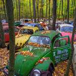 image for Volkswagen bug infested woods