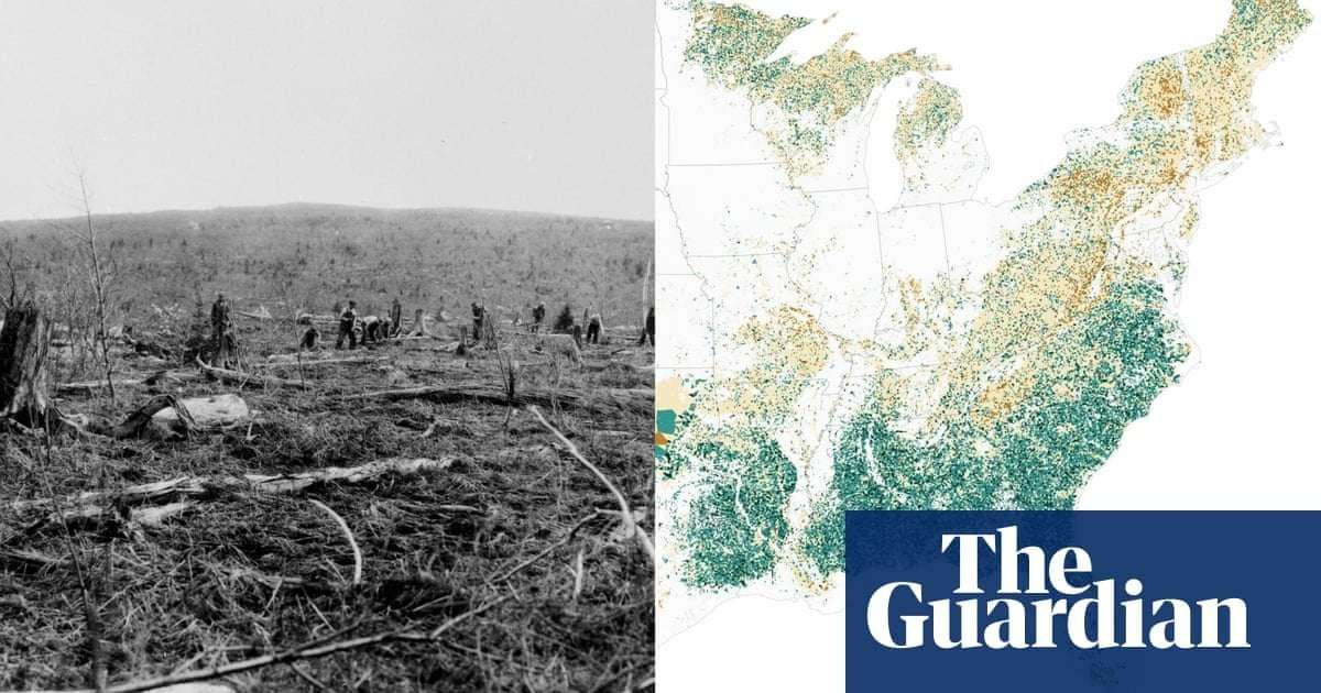 image for Very cool: trees stalling effects of global heating in eastern US, study finds