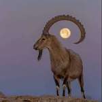 image for Moon perfectly centered in this Nubian ibex's curved horn