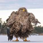 image for White-tailed eagle