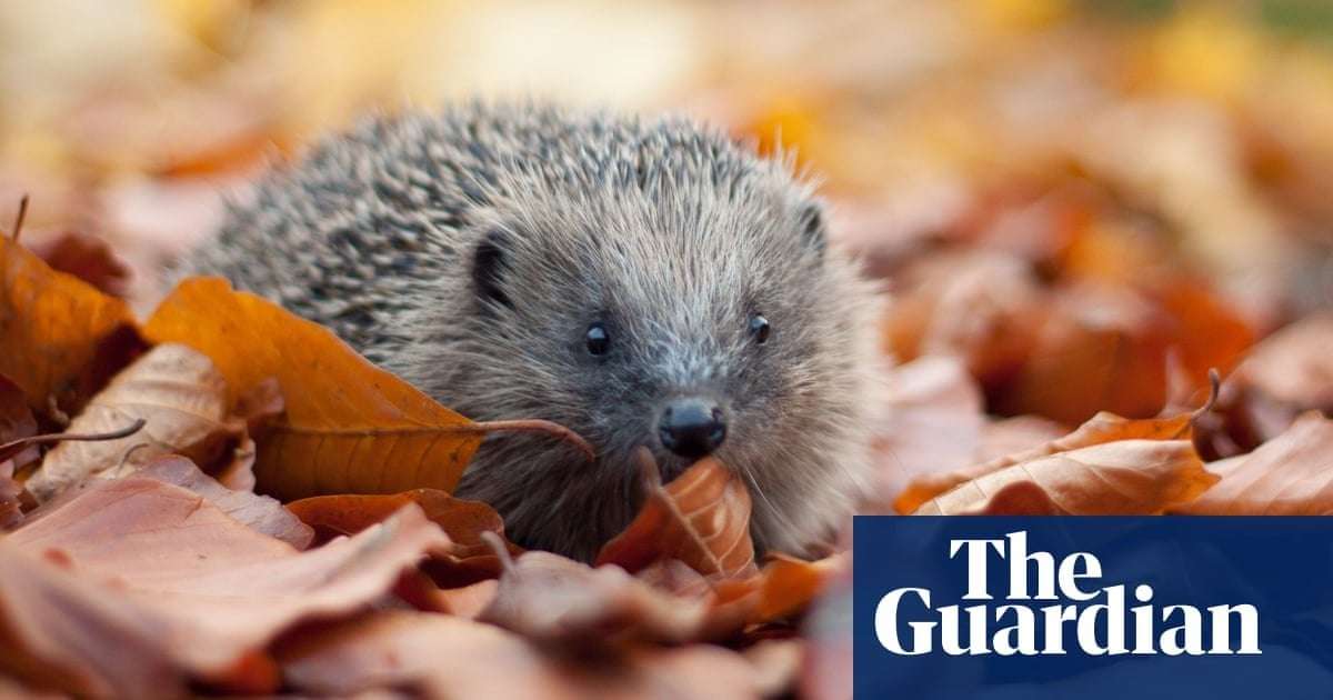 image for UK hedgehog sightings on the rise after years of decline, survey finds