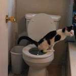 image for So I was home alone today and heard noise from the bathroom. Q-Ball has trained herself it appears.