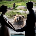 image for Kenai,brown bear at the Minnesota Zoo pictured below, died yesterday at age 17 to liver cancer.
