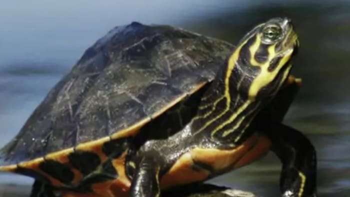 image for Florida man faces 50-year prison sentence over turtle-smuggling scheme