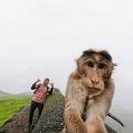 image for Monkey taking pictures with you goes hard