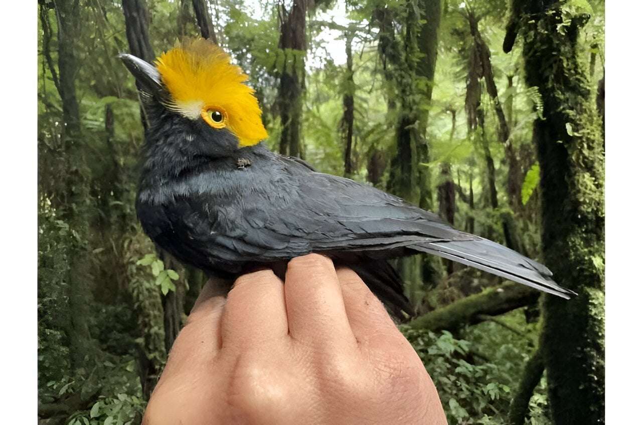 image for First known photos of 'lost bird' captured by scientists
