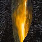 image for Yosemite’s Annual Firefall Through the Husk of a Burnt Tree