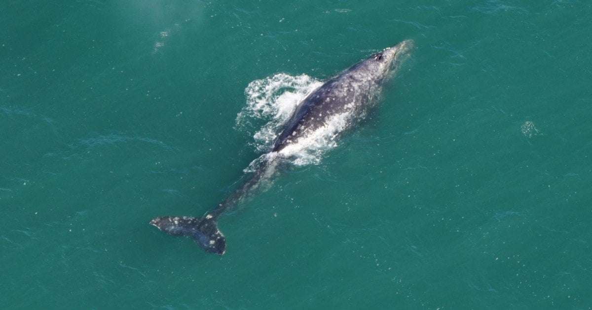 image for Rare gray whale, extinct in the Atlantic for 200 years, spotted near Nantucket