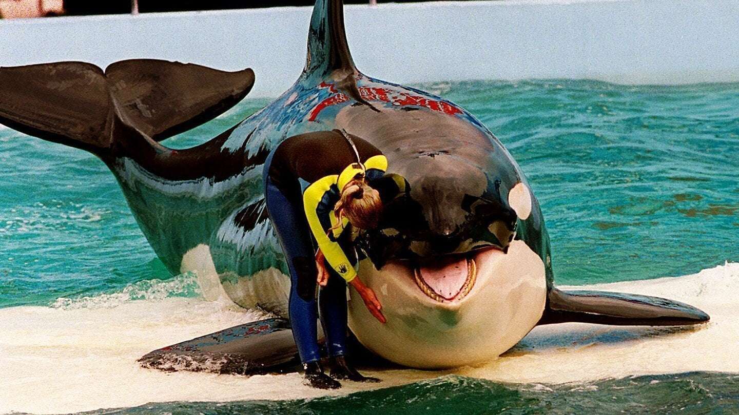 image for Miami Seaquarium gets eviction notice several months after death of Lolita the orca