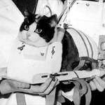 image for Félicette, the first cat in space (1963)