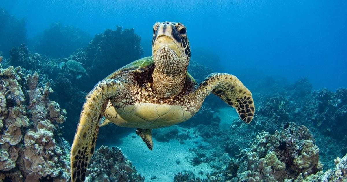 image for 9 dead, 78 others hospitalized after eating sea turtle meat on Zanzibar’s Pemba Island