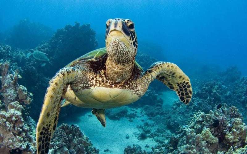 image for 9 dead, 78 others hospitalized after eating sea turtle meat on Zanzibar’s Pemba Island