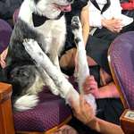 image for Messi the dog and his clapping paws at the Academy Awards
