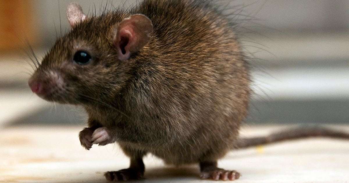 image for ‘They’re All High’: New Orleans Police Say Rats Can’t Stop Eating Marijuana In Evidence Room