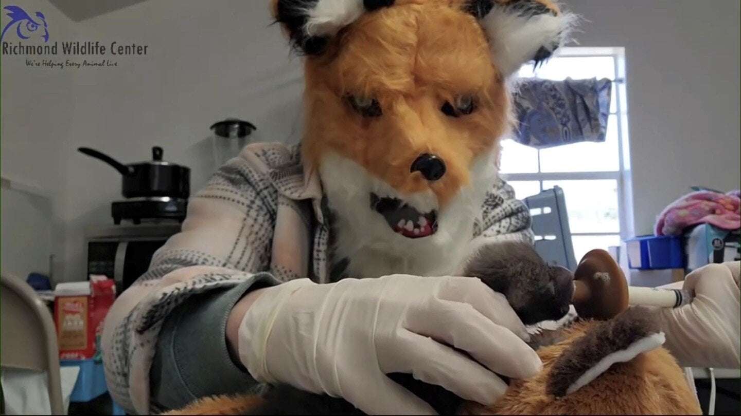 image for Staff at a Virginia wildlife center pretend to be red foxes as they care for an orphaned kit
