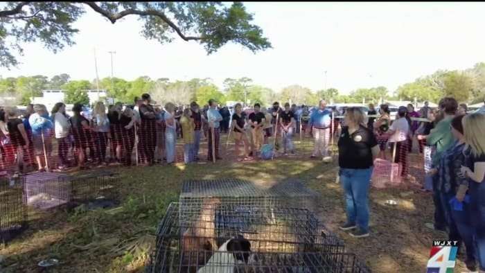 image for Hundreds line up for free adoption event in Putnam County held after nearly 200 dogs found at Interlachen home