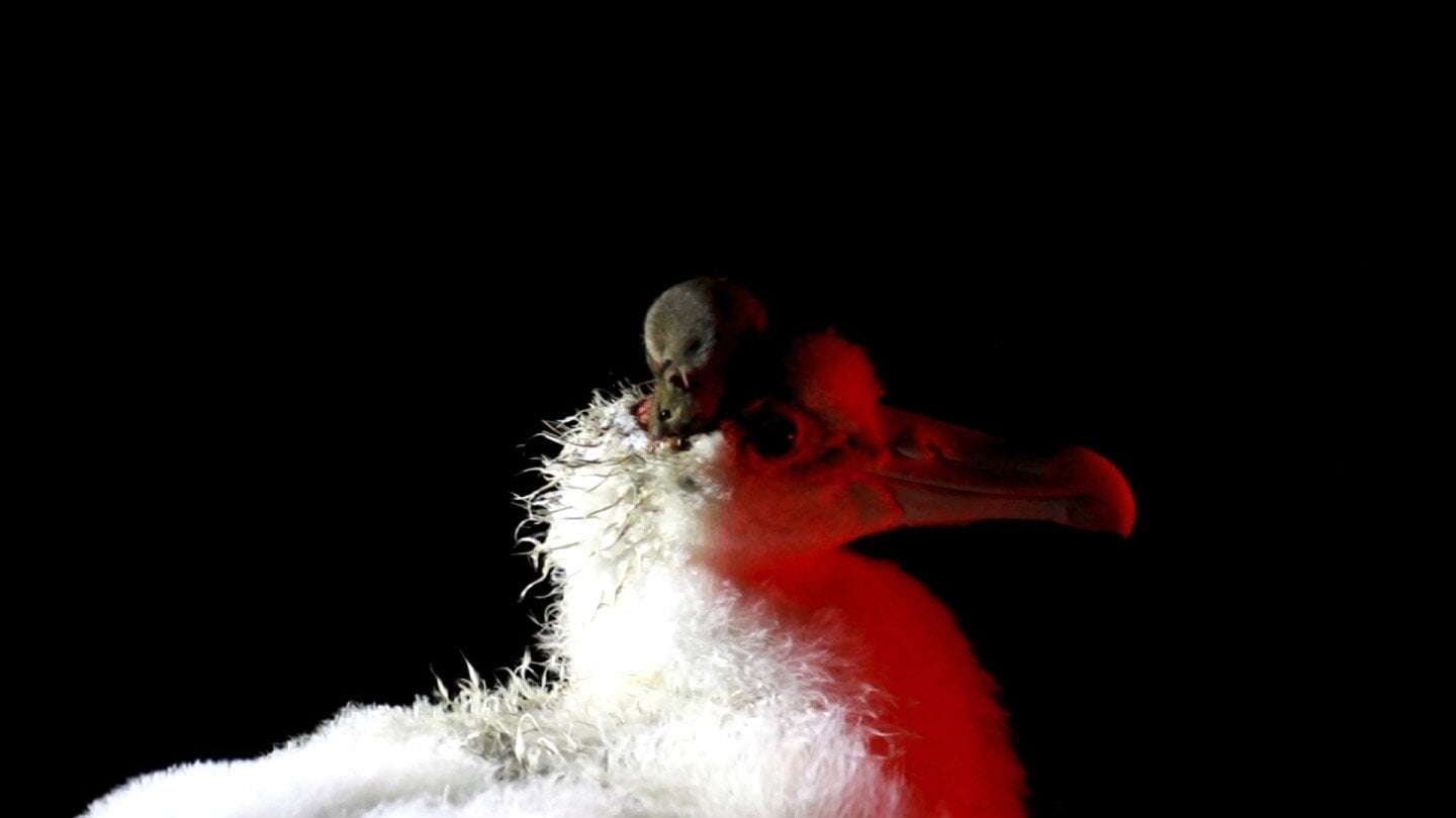 image for A warming island’s mice are breeding out of control and eating seabirds. An extermination is planned