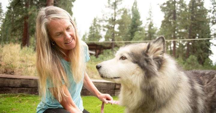 image for Toronto dog DNA testing company IDs woman as 40% Alaskan Malamute