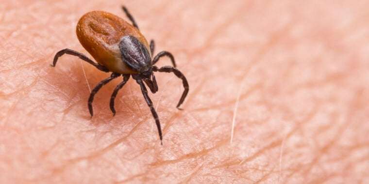 image for Tick-killing pill shows promising results in human trial