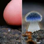 image for Smallest mushroom from Thailand