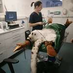 image for A snow leopard visiting a dentist in Finland