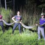 image for Bounty hunters in Florida caught a 6m-long invasive Burmese python