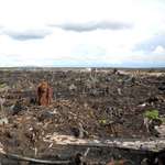 image for An orangutan strolls through remains of a former rainforest.