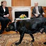 image for Putin brought in his Lab in front of the German Chancellor, who has a phobia of dogs (2007 January)
