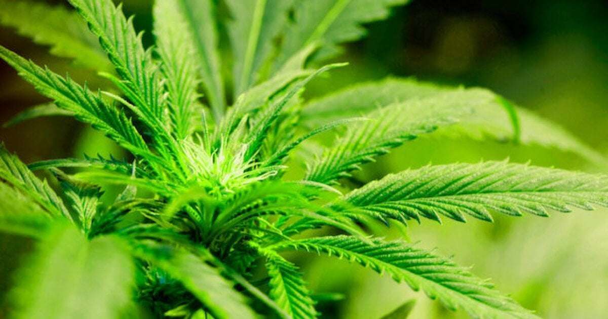 image for FDA says marijuana has a legitimate medicinal purpose