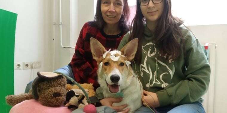 image for Dogs’ brain activity shows they recognize the names of objects