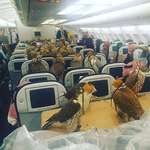 image for A Saudi prince bought airplane seats for all 80 of his falcons