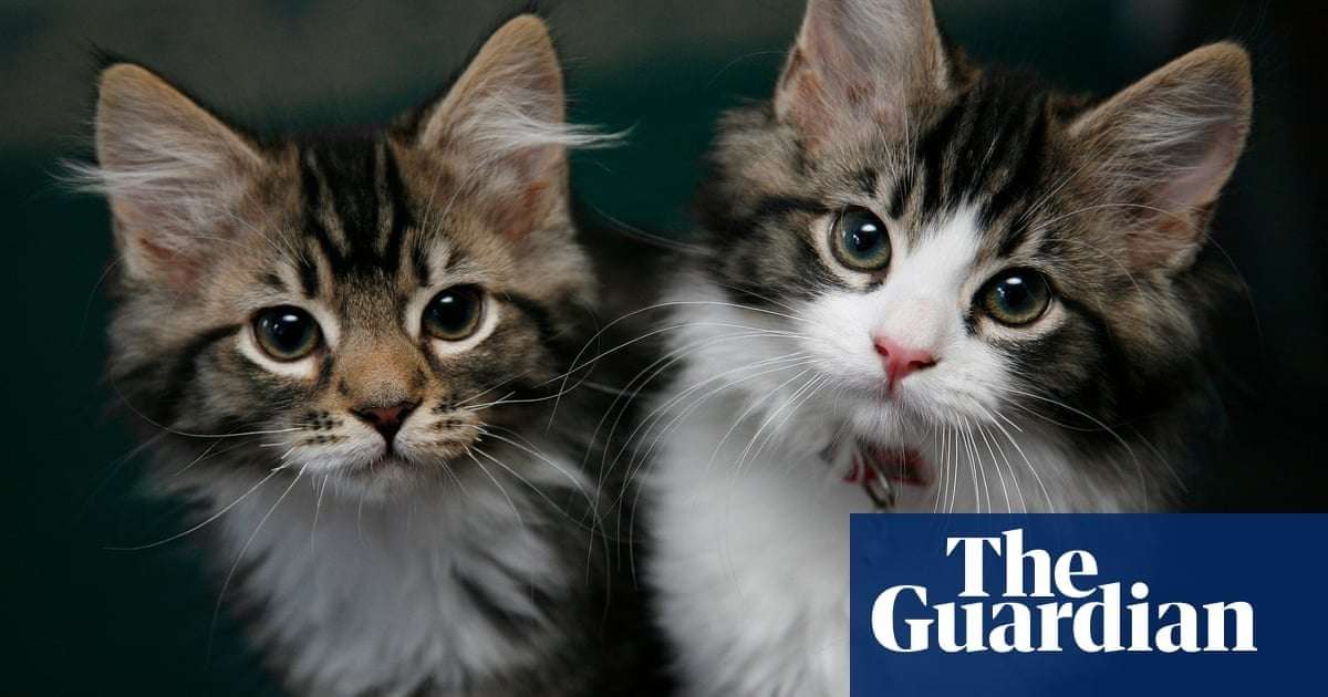 image for Charity steps in to rehome 300 cats from ‘overwhelmed’ man in Canada