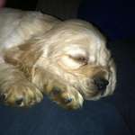 image for Awakened to find my boy had crossed the Rainbow Bridge. Rest easy sweet Charles.