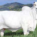 image for The world’s most expensive cow